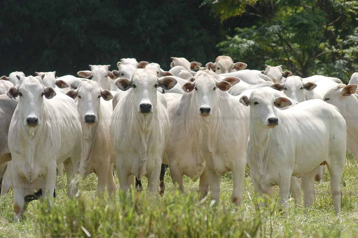 Exportadores de carne querem acesso a crédito bilionário devido à guerra no Irã