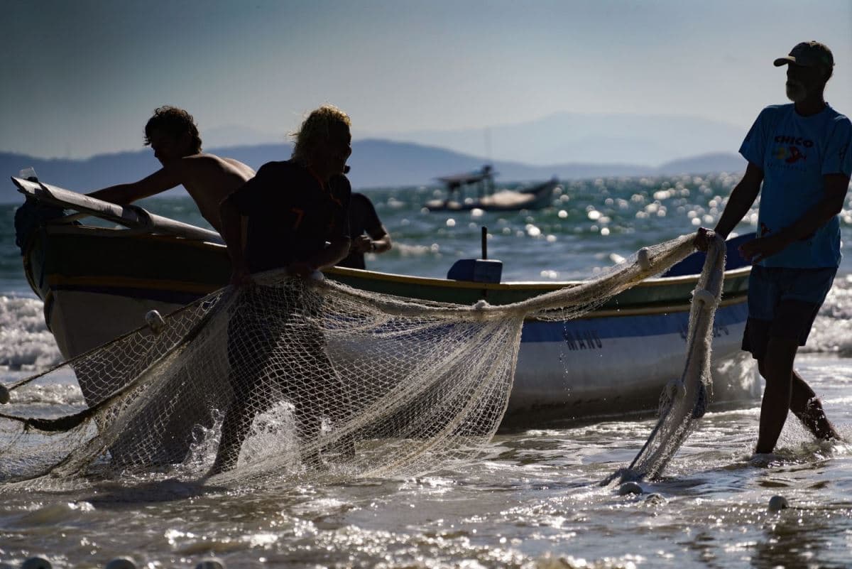 Governo Aumenta Cota de Pesca de Tainha em Santa Catarina em Mais de 400 Toneladas