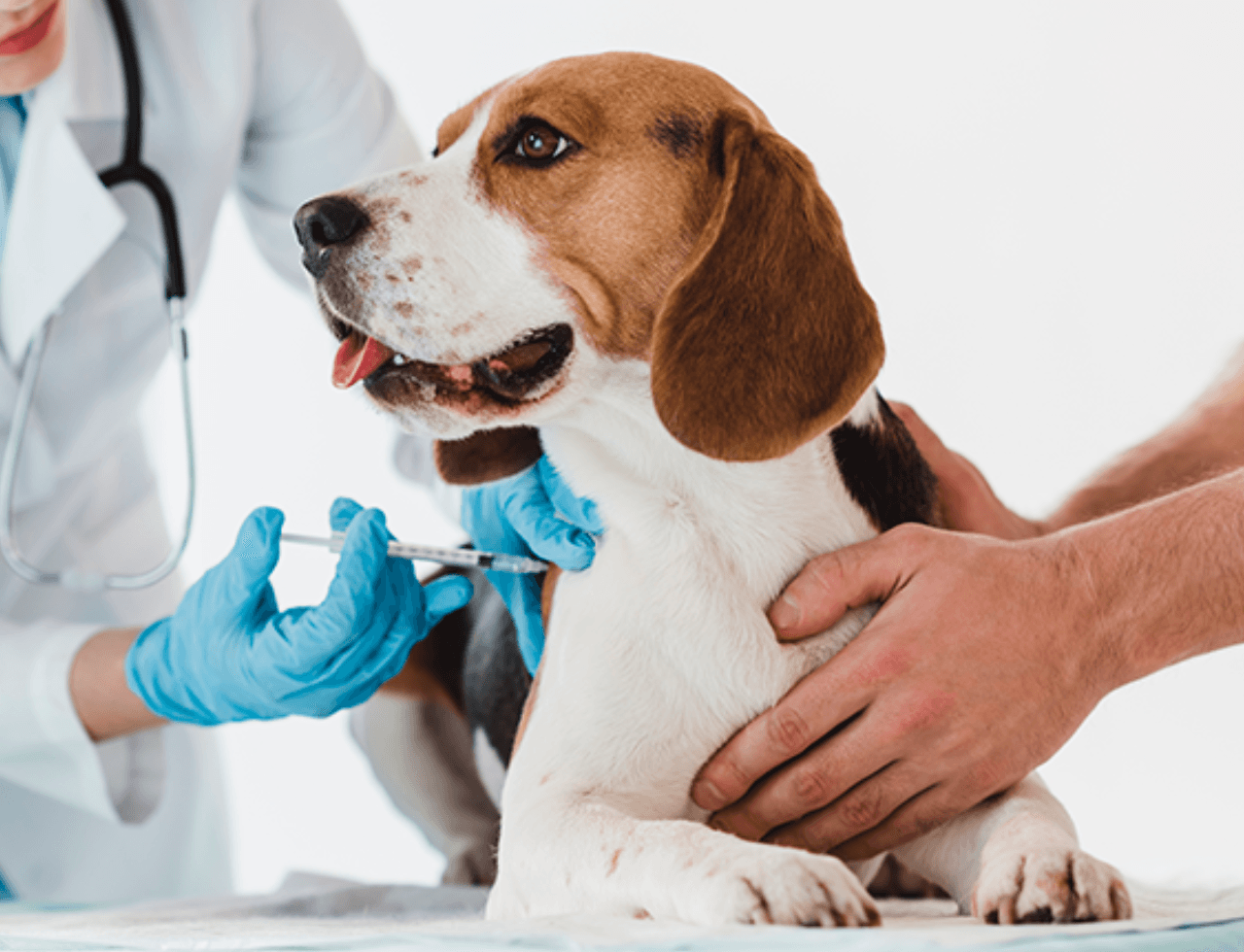 Veja quais são os cuidados essenciais com a saúde animal