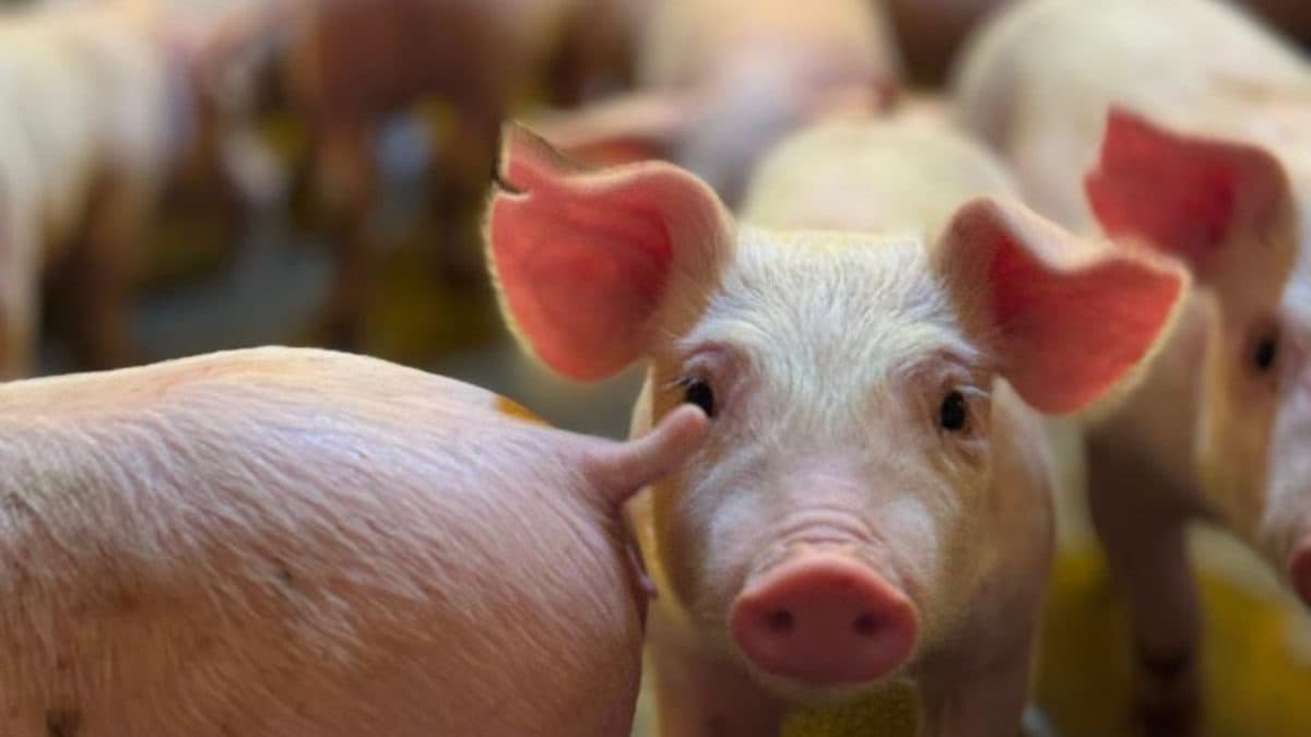 Grande Oeste de SC Domina Suinocultura Estadual e Impulsiona Economia Bilionária