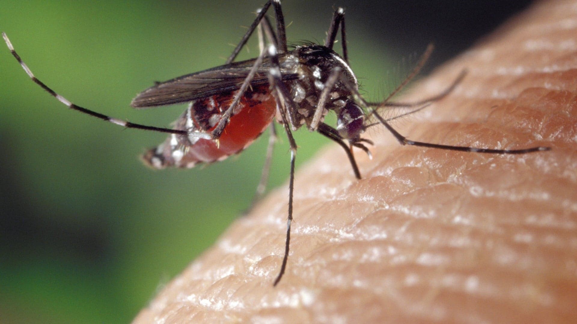 Novas vacinas contra chikungunya avançam no Brasil