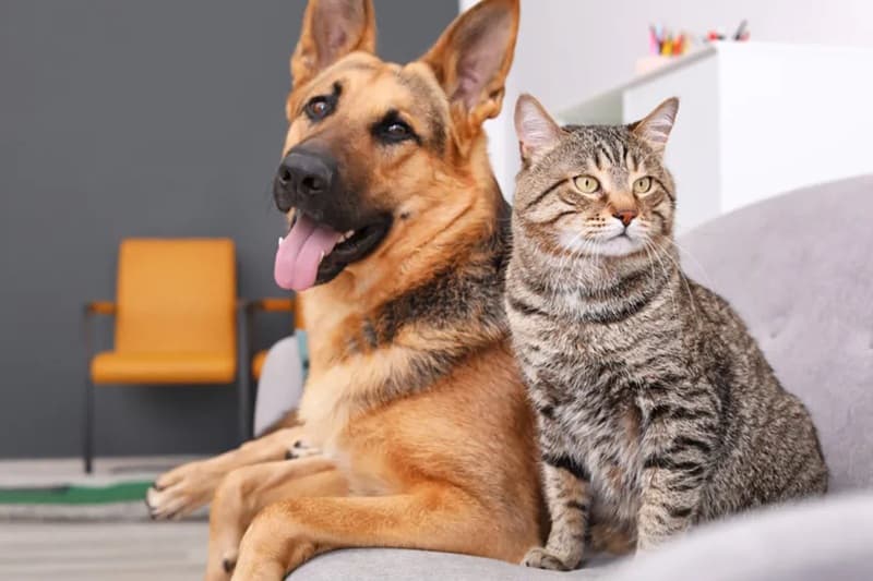 MPSC lança projeto para combater maus-tratos e fortalecer políticas de proteção animal em SC